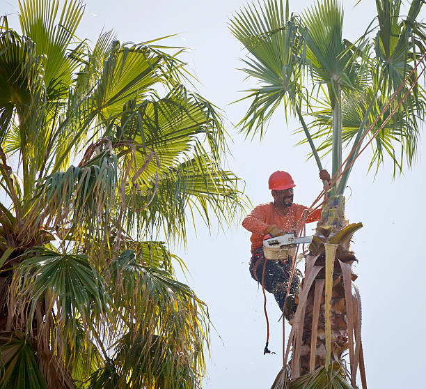 Large Tree Removal